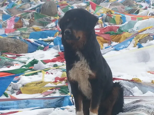 Charlotte-area pets and wildlife play in fresh snow after late-January winter storm system